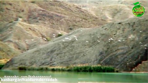 حیات وحش سیستان بلوچستان گاندو