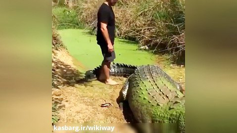 تمساح این سایزی دیده بودید؟  | ویدئو وایرال