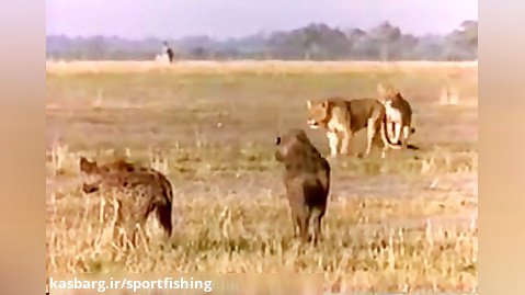 سرعت شیرهای افریقایی برای شکار کفتار را ملاحظه فرمایید