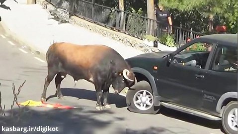 لحظات وحشتناک از حمله حیوانات به خودروها