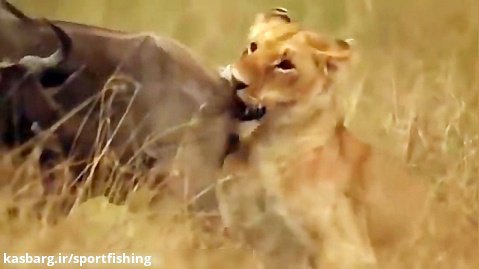 جنگ  و دعوا و حمله شیرهای گرسنه افریقایی به گله فیلها و بوفالوها hd