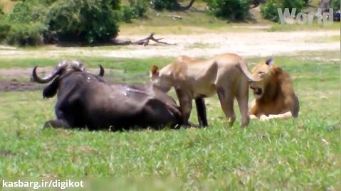 حیات وحش، کشته شدن بوفالو توسط فیل و شکار شدن فیل توسط شیر
