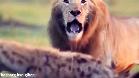حیات وحش، جنگ بی پایان شیرها با کفتار و سگ های وحشی