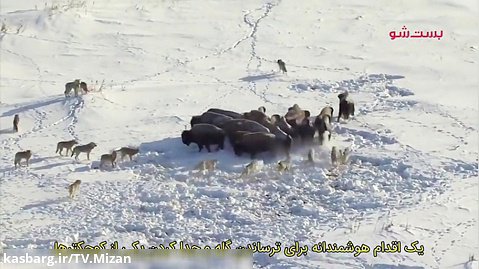 شکار بزرگترین حیوان زمینی در سرزمین یخ زده آمریکای شمالی