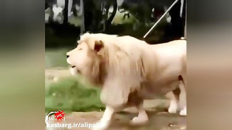 آواز شیرهای ایرانی در باغ وحش - کلیپ طنز