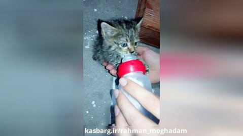 شیر دادن به بچه گربه ی ناز (کلیپ رحمان)