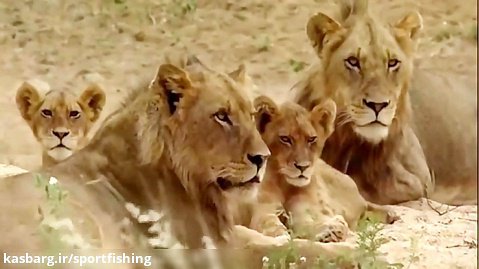 جنگ شیرها و پلنگهای افریقایی بر سر شکار اهوی نازنین و سوء استفاده کفتار