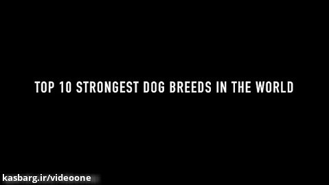 TOP 10 قوی ترین سگ در جهان