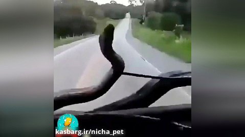 مار بر روی شیشه خودرو