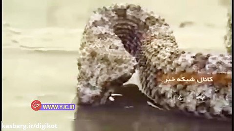 تکامل یافته‌ترین مار افعی جهان در ایران - افعی دم عنکبوتی