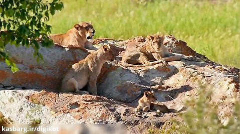 حیات وحش، استراحت شیرها در کنار توله