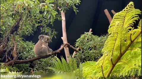 فیلم سفر به سیدنی و بازدید از باغ وحش سیدنی