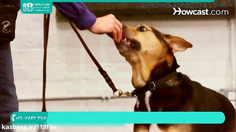آموزش سگ | تربیت سگ شکاری و خانگی ( فرمان دراز کشیدن ) 28423118-021