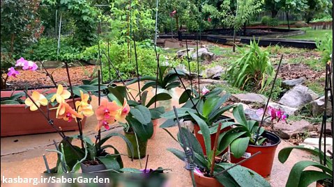 باغبانی با صابر: دوپینگ ارکیده ها زیر باران!