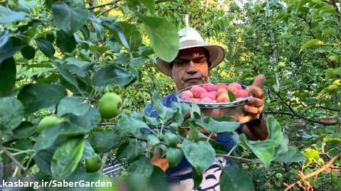 باغبانی با صابر: پیشگیری از عوامل خسارت زا در درختان میوه