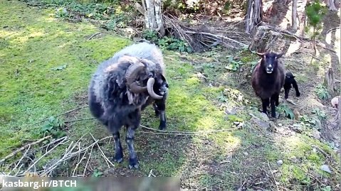 The Angry Ram showing off his new born son