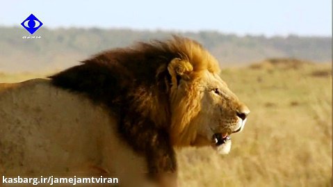 مستندی زیبا حیات وحش در آفریقا