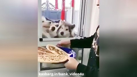 سگ پیتزا خور