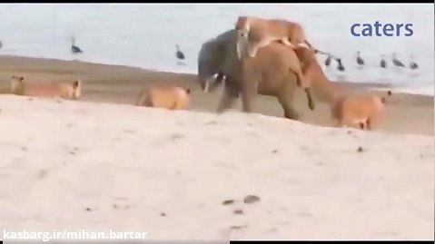 حمله  14 شیر به یک فیل جوان