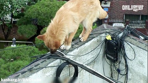 سگی که برای نجات خود به پشت بام پناه برده بود ( زیرنویس )