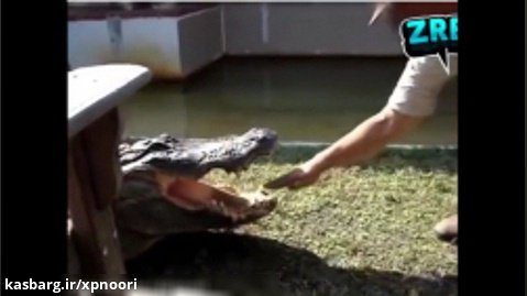 حمله تمساح بزرگ به ادمهای احمق ماجراجو