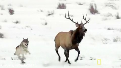 شکار گرگهای سیاه در پارک یلو استون