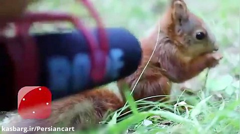 صدای ضبط شده سنجاب هنگام غذا خوردن