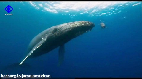 ویدیوی جذاب از دنیای زیرآب و دلفین ها