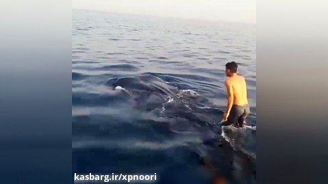 نهنگ سواری دو جوان بوشهری در آب‌های خلیج‌فارس