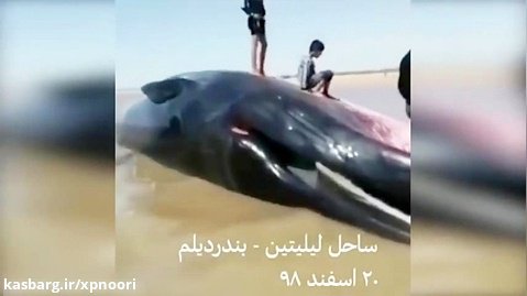 عاقبت تصادف نهنگ با کشتی بوشهر بندر دیلم