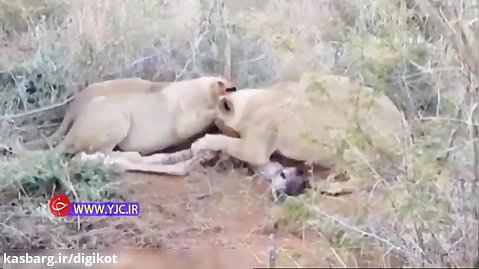زجرکش کردن بچه زرافه توسط شیرهای نابالغ در آموزش شکار