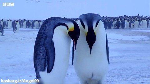 مستند جذاب سوگواری پنگوئن برای مرگ جوجه اش