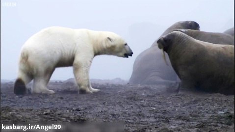 مستند جذاب خرس قطبی در مقابل شیر دریایی (فیل دریایی)