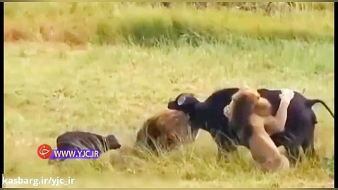 حمله بی‌رحمانه سه شیر نر به بوفالو و فرزند تازه متولد شده‌اش