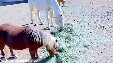 غذا خوردن اسب های پونی کوچولوی واقعی در مزرعه