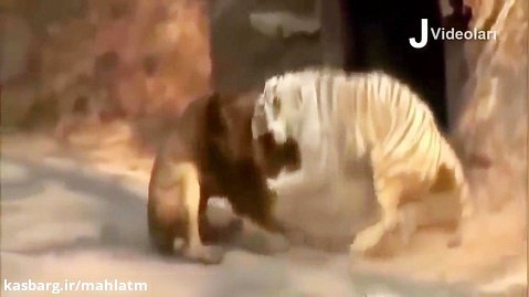 ویدئوی دیدنی از مبارزه شیرها و ببر