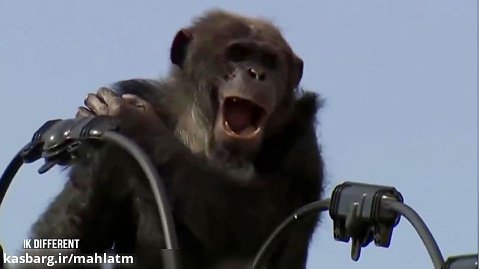 عملیات ناموفق نجات شامپانزه از تیر برق