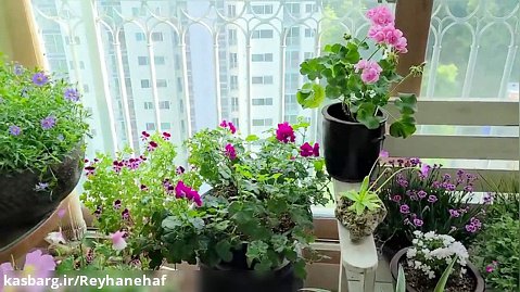 نگهداری گیاهان گلدار در محیط آپارتمانی