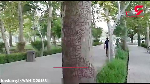 درختان پارک لاله تهران منقش به دعا و طلسم / شهرداری توضیح می دهد