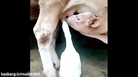 شیر خوردن بچه  اردک و گوساله