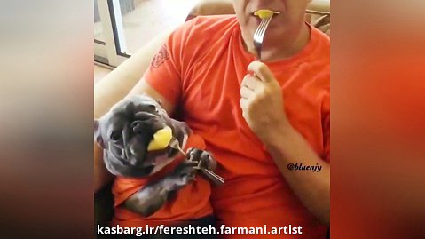 غذاخوردن سگ با چنگال! :))) عالیه!