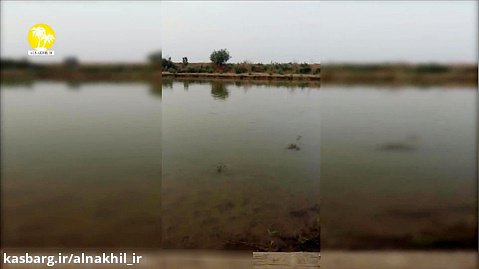ماهیگیری غیر قانونی با استفاده از برق در رود کرخه خوزستان