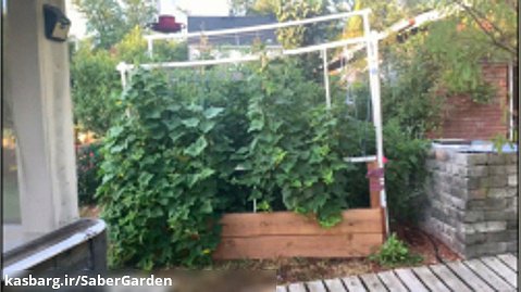 باغبانی با صابر: تماشای جعبه سبزیجات پر محصول و گشت و گذاری در باغ