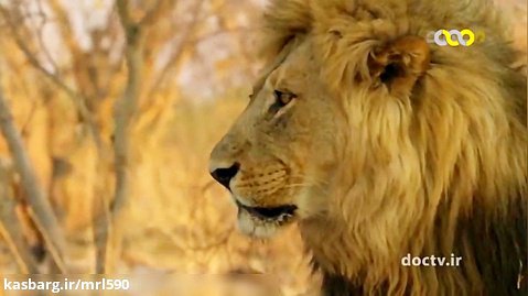 فیلم مستند حیوانات: پادشاهای وحشت 9