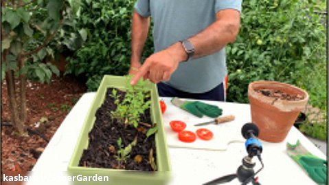 باغبانی با صابر: شگرد کاشت گوجه فرنگی بدون بذر