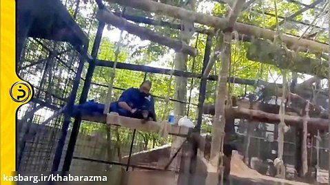 مرگ در یک‌قدمی تنها بچه‌شامپانزه ایران
