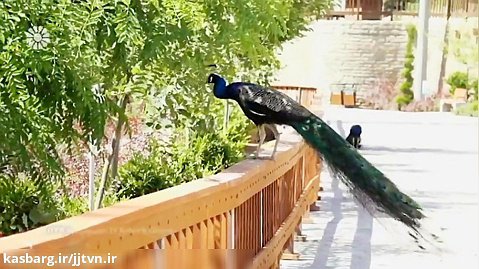 برنامه « در ایران » ، باغ پرندگان تهران