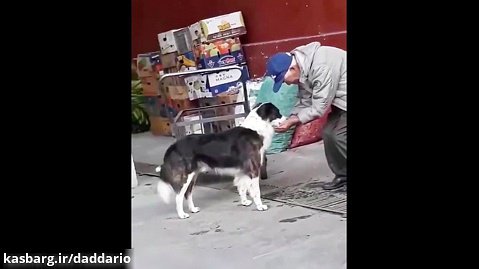 آب دادن جالب پیرمرد به سگ تشنه