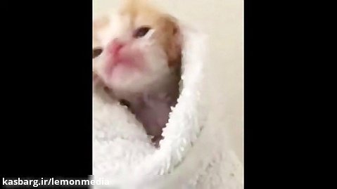 ویدیوی جالب از بچه گربه های بامزه