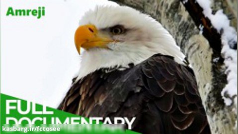 عقاب | پادشاهان آسمان | مستند طبیعت و حیات وحش